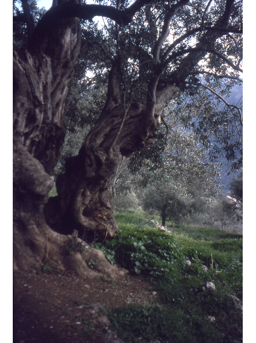 Fantastic tree in Greece, 1979